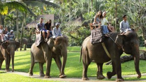 Bali-Elephant-Ride-Tour-bali-tour