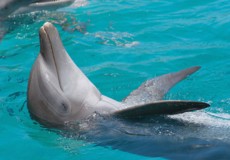 Dolphin -Swim-Tour-bali-tour