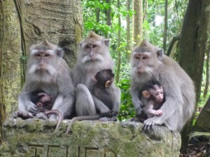 Ubud-Monkey-Forest-bali-tour