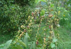 coffee-luwak and spice garden-bali-tour