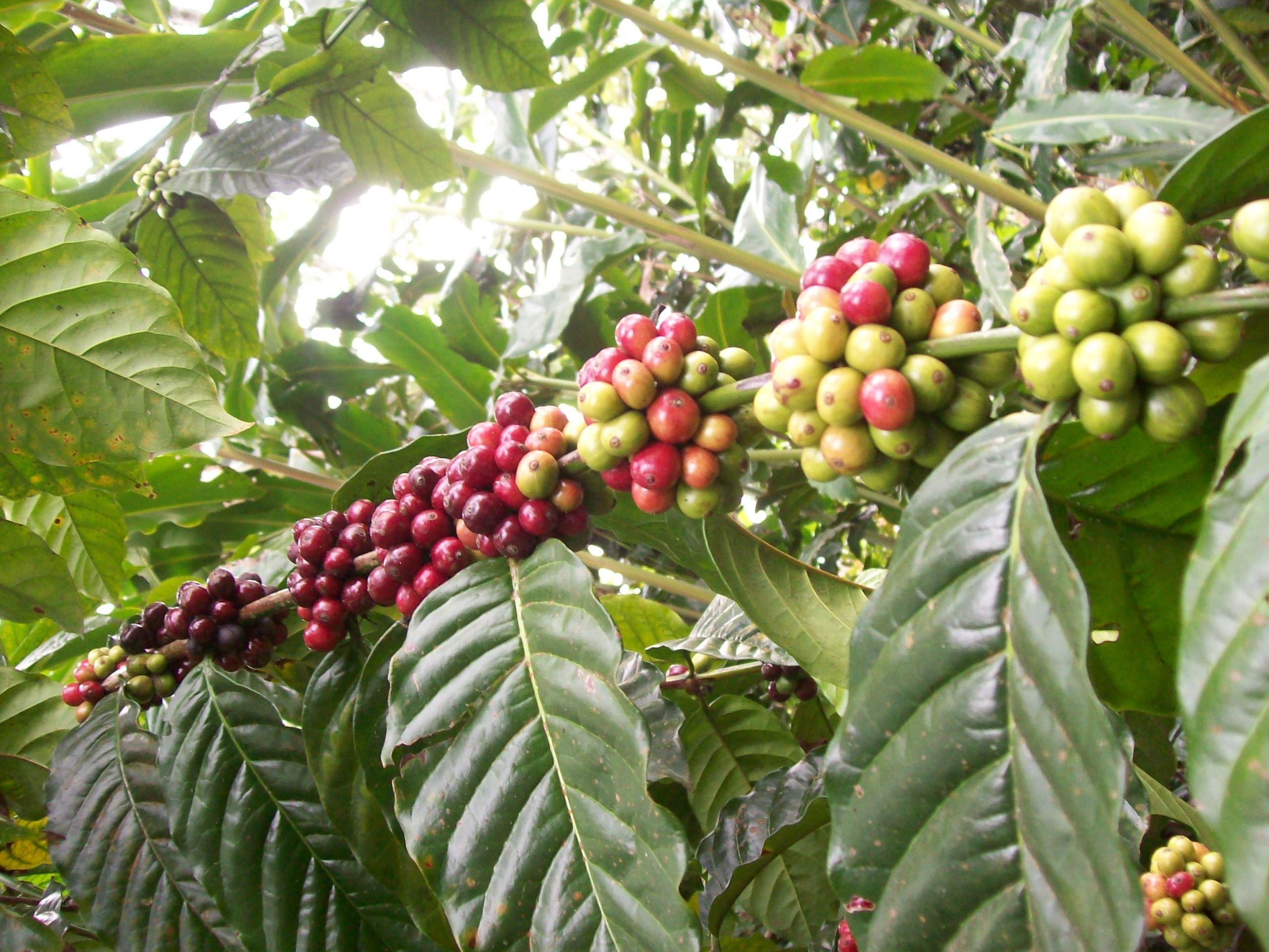 coffee-plantation-bali-tour