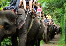 elephant ride-bali-tour