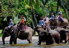 elephant-ride-bali tour