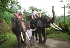 elephant-ride-bali-tour
