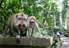ubud-monkey-forest-bali-tour