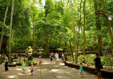 ubud-monkey-forest-bali_tour