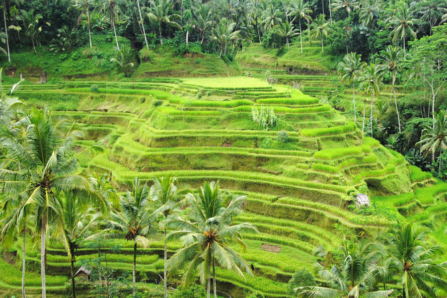 Tegalalang-Rice-Terrace