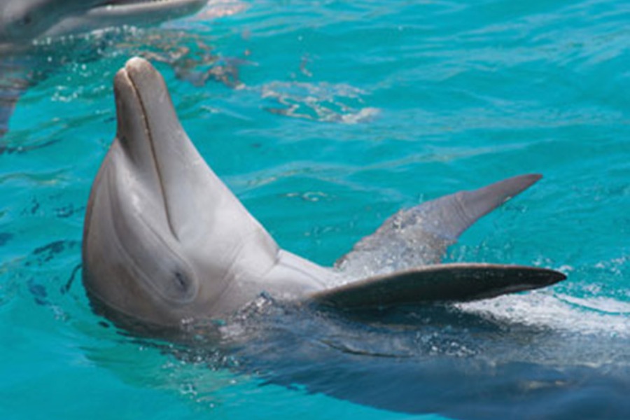 505-Dolphin-Swim-Tour-bali-tour4