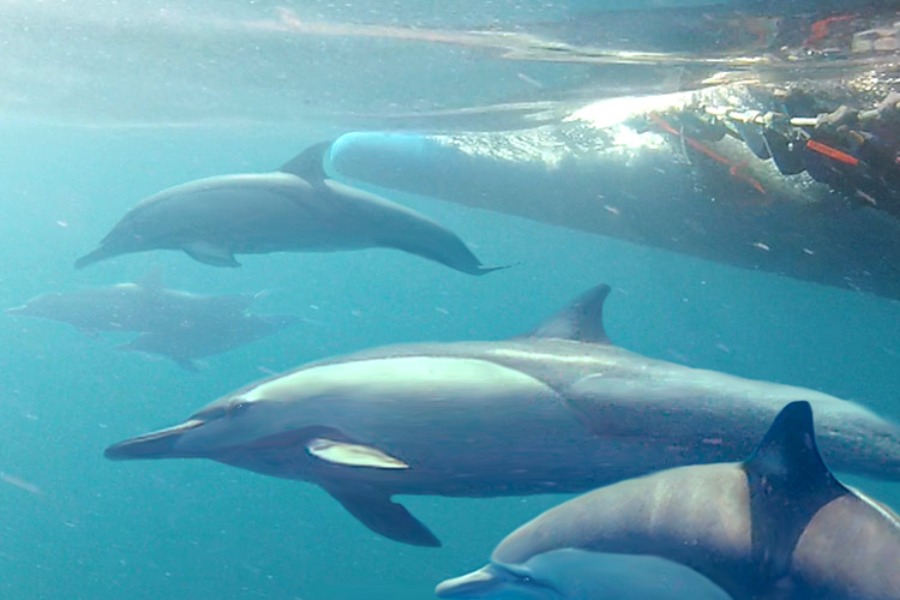 506-Dolphin-Swim-Tour-bali-tour4