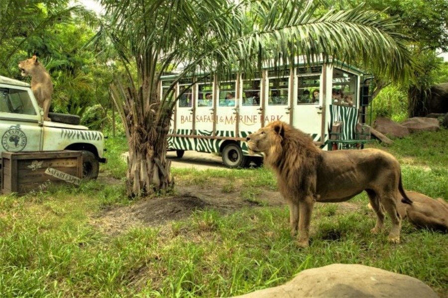 Bali Safari (3)
