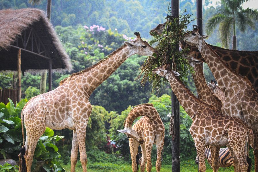 Bali Zoo (5)