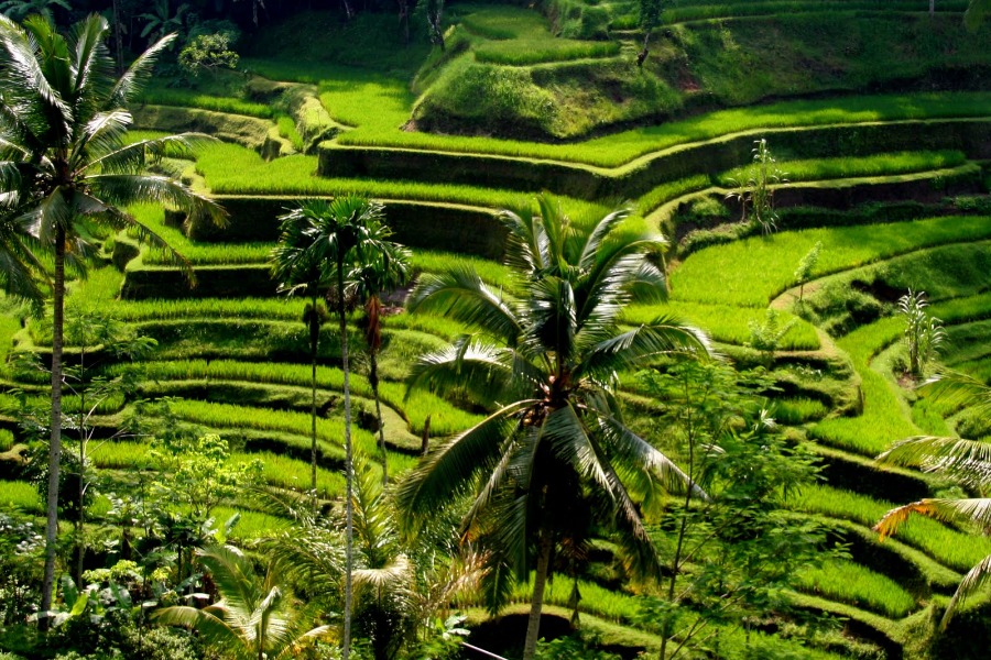 Tegalalang-Rice-bali-tour1