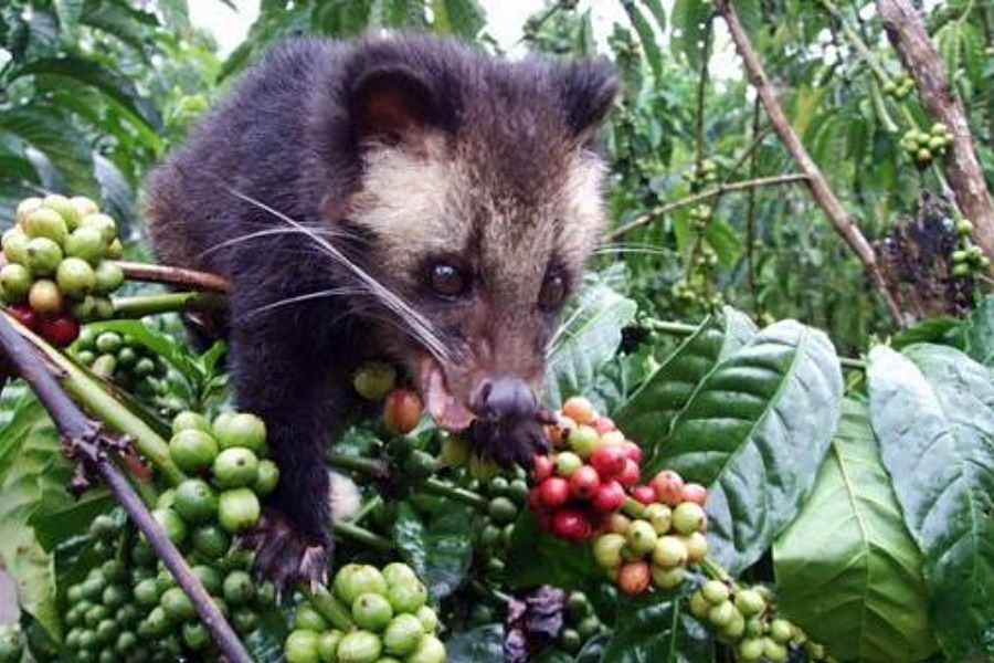 coffee-luwak-bali-tour2