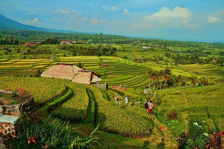 jatiluwih rice terrace