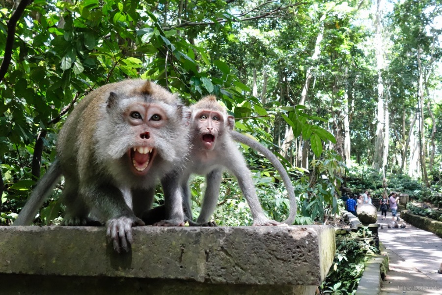 ubud-monkey-forest-bali-tour